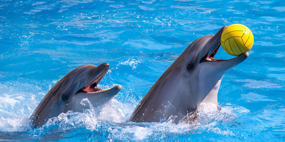  Dolphinarium